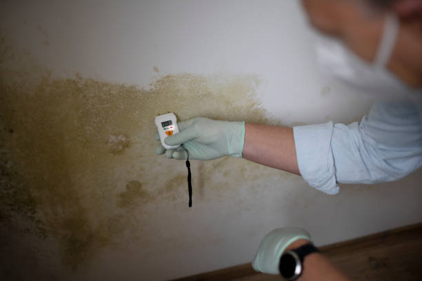 Best Insurance-Related Mold Remediation in Staples, CT
