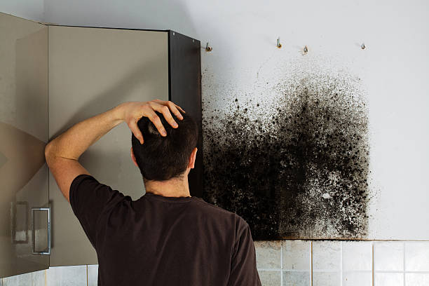 Best Emergency Mold Remediation in Staples, CT